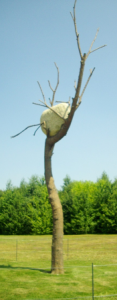tree and river stone