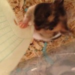 Teaching her to eat my homework