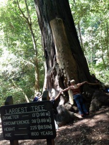 We wanted to see how many people it took to fit around the largest tree in the park. It was like 9 or something.