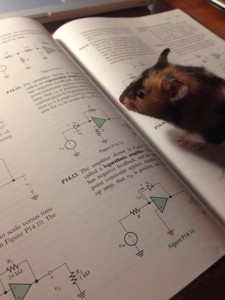 Doing some homework with Sally the Space Hamster