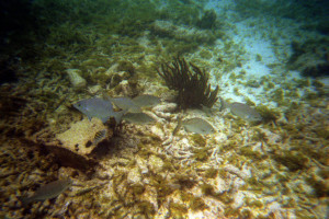 Picture of some reef fishes taken with my underwater camera in Key Largo!