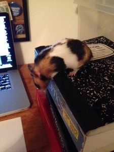 Sally the Space Hamster is still doing well. She likes to watch me do homework and climb all over my books and notes.