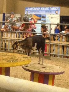 A goat standing on a table. Not sure what else to say about this...