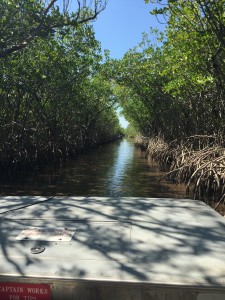 Through the mangroves we go!