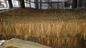 Tobacco leaves in the factory that are hung for drying after which they are used to make cigars. 